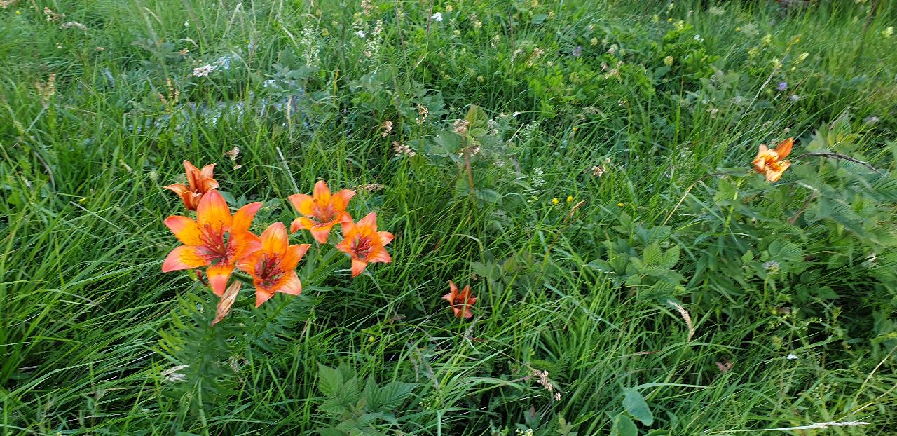 Abendstimmung am Ifinger